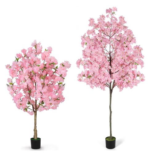 6ft tall cherry - tall, blossom
